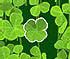 Lucky Clover